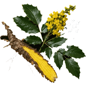 Oregon Grape root, Mahonia aquifolium (syn. Berberis aquifolium)