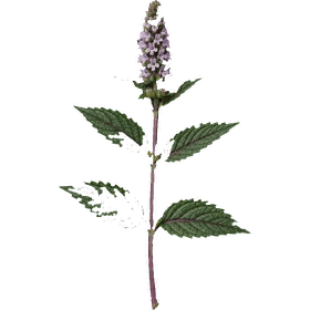 Peppermint leaf, Mentha × piperita
