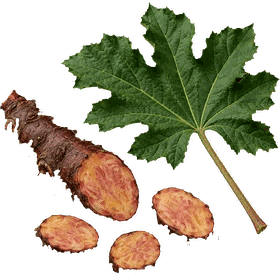Rhubarb root, Rheum palmatum (also Rheum officinale)