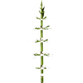 Shavegrass, Equisetum arvense