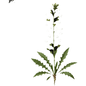 Shepherd's Purse leaf, Capsella bursa-pastoris