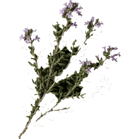 Thyme leaf, Thymus vulgaris