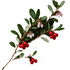 UVA Ursi leaf, Arctostaphylos uva-ursi