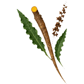 Yellow Dock root, Rumex crispus
