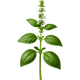 Basil leaf, Ocimum basilicum