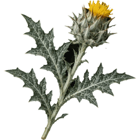 Blessed Thistle leaf, Cnicus benedictus (syn. Centaurea benedicta)