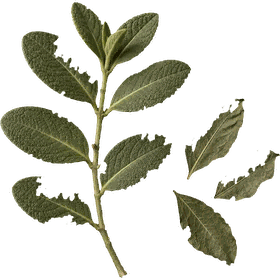 Boldo leaf, Peumus boldus