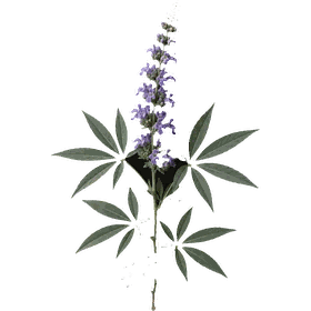 Chasque seed, Vitex agnus-castus