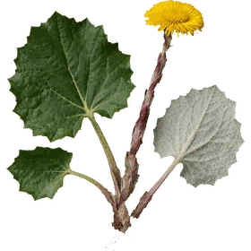 Coltsfoot leaf, Tussilago farfara