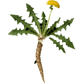 Dandelion root, Taraxacum officinale