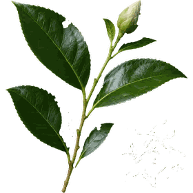 Green Tea leaf, Camellia sinensis