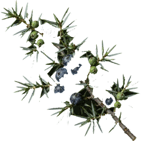 Juniper berries, Juniperus communis