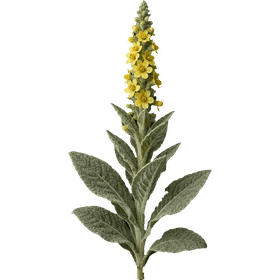 Mullein leaf, Verbascum thapsus