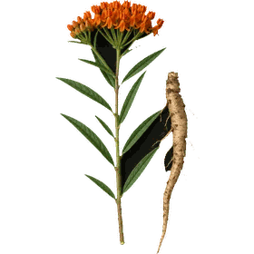 Pleurisy, Asclepias tuberosa