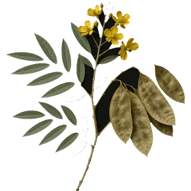 Senna pods, Senna alexandrina