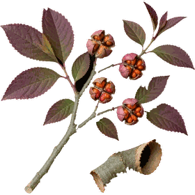 Wahoo bark, Euonymus atropurpureus